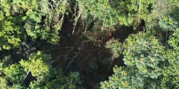 Barrick Gold aclara que árboles talados es para construir camino en terrenos de su propiedad