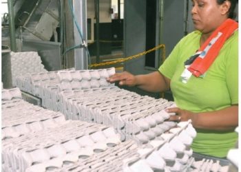 El país produce 340 millones de huevos al año