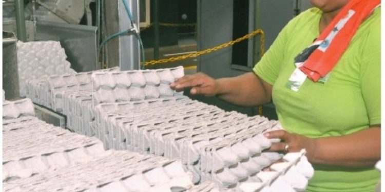 El país produce 340 millones de huevos al año