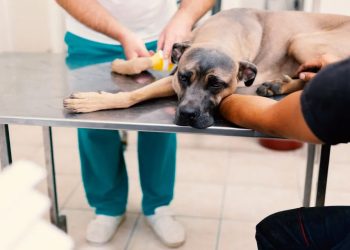 Autoridades investigan el hallazgo de perros muertos en el parque Mirador Sur