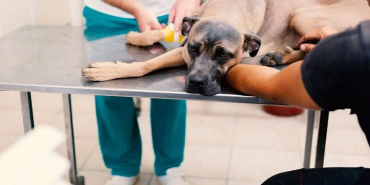 Autoridades investigan el hallazgo de perros muertos en el parque Mirador Sur