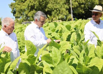 Tabaco dominicano llega a 148 países informó Intabaco