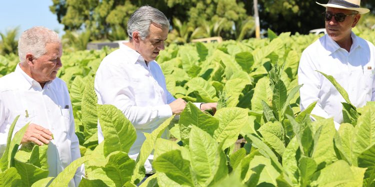 Tabaco dominicano llega a 148 países informó Intabaco