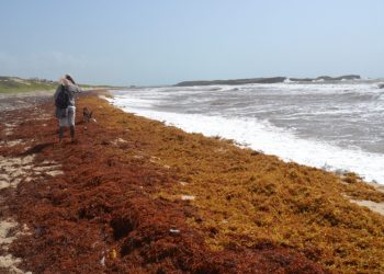 El 1% del sargazo podría causar emergencia nacional