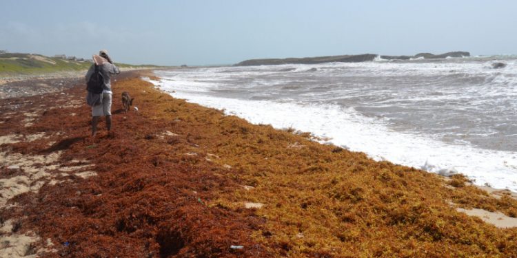 El 1% del sargazo podría causar emergencia nacional