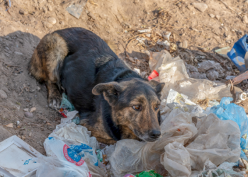 Día Internacional del Perro Callejero: Los que esperan un hogar entre abandono, basura y violencia