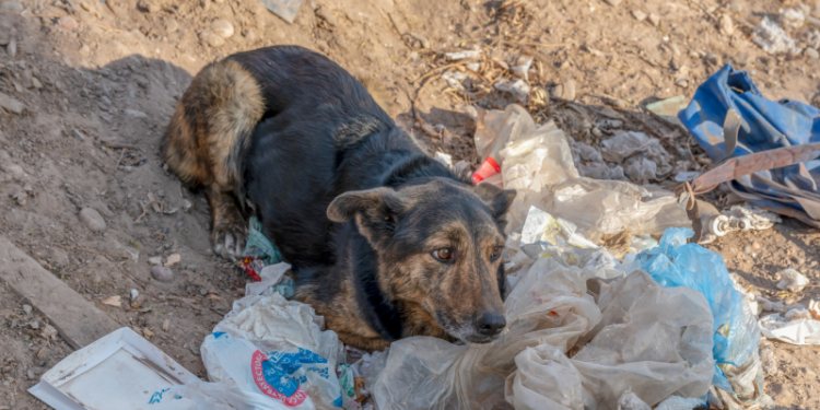 Día Internacional del Perro Callejero: Los que esperan un hogar entre abandono, basura y violencia