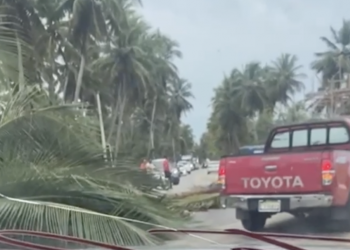 Árboles caídos tras vientos y lluvias por huracán Erin