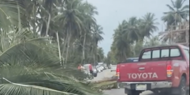 Árboles caídos tras vientos y lluvias por huracán Erin