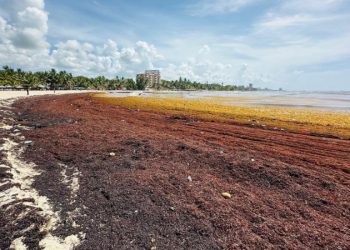 Sargazo invade playas de Juan Dolio y golpea al turismo local
