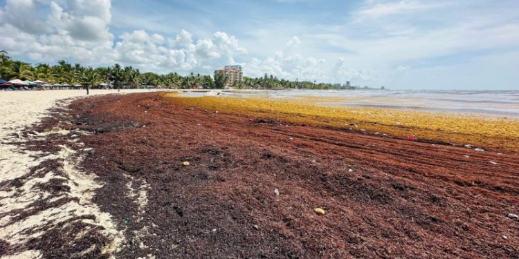 Sargazo invade playas de Juan Dolio y golpea al turismo local