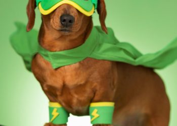 RD celebrará su primer festival dedicado a animales