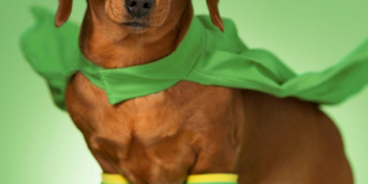 RD celebrará su primer festival dedicado a animales