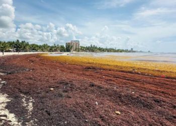 Sargazo afecta a comerciantes y visitantes en playas de Juan Dolio