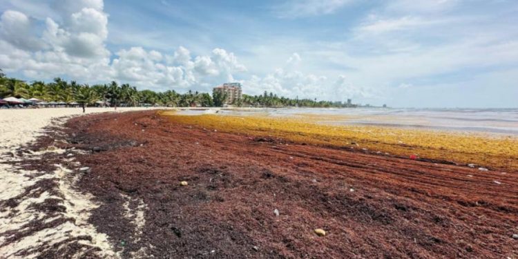 Sargazo afecta a comerciantes y visitantes en playas de Juan Dolio