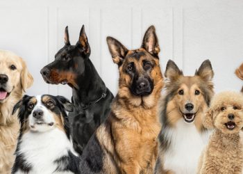 Gobierno crea aplicación que permitirá rescatar mascotas en estado de peligro o extraviadas