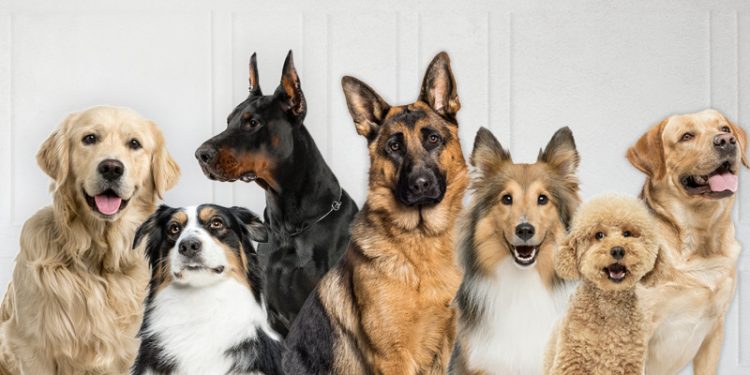 Gobierno crea aplicación que permitirá rescatar mascotas en estado de peligro o extraviadas