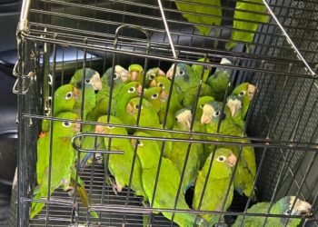 Autoridades rescatan 28 aves en veda en Dajabón