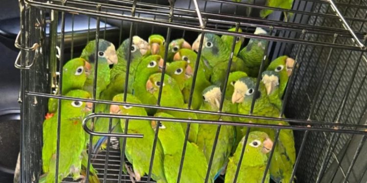 Autoridades rescatan 28 aves en veda en Dajabón