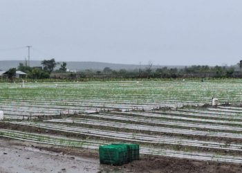 Lluvias incomunican zonas agrícolas, pero en otras han sido beneficiosas