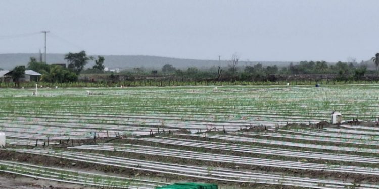 Lluvias incomunican zonas agrícolas, pero en otras han sido beneficiosas