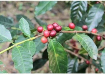 En Ocoa: caficultores califican como “desastrosa” la situación en zonas cafetaleras por lluvias