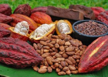 La producción de cacao baja y también el precio en los mercados internacionales