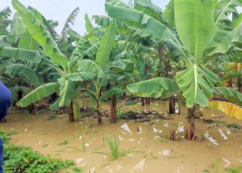 Efectos del huracán Melissa siguen causando serios estragos en la región del Cibao