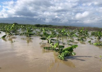 Huracán Melissa: Más de 4,000 evacuados y pérdidas millonarias en producción agrícola del Sur