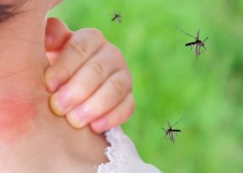 Tres provincias registran el 95% casos de malaria