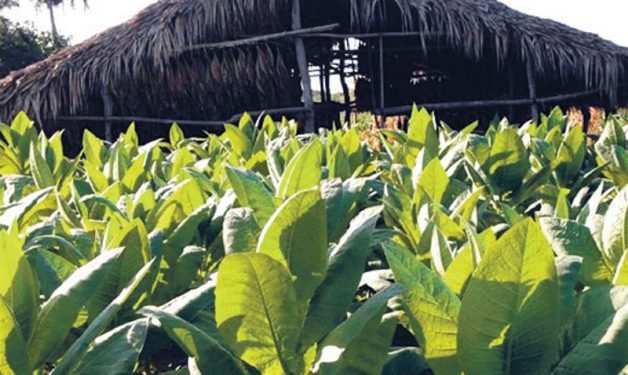 Sanción de EEUU a magnate Chen Zhi golpea a fabricante dominicano de habanos