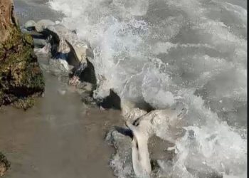 Hallan restos que serían de ballena en la desembocadura del río Yaque del Sur