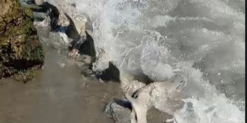 Hallan restos que serían de ballena en la desembocadura del río Yaque del Sur