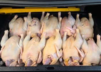 Inespre inicia venta más de un millón libras de pollo a 55 pesos