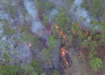 Incendios forestales, una constante en ascenso en los últimos seis años en República Dominicana
