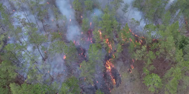 Incendios forestales, una constante en ascenso en los últimos seis años en República Dominicana