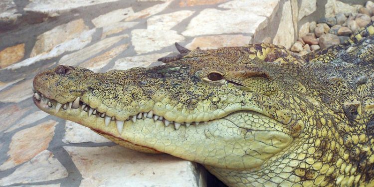 Buscan cocodrilo que escapó de un rancho en Puerto Plata; piden no capturarlo ni alimentarlo