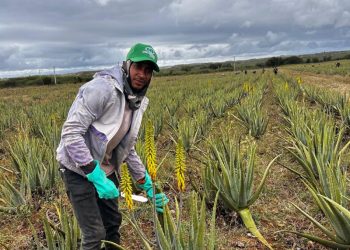 El “Oro Verde” de Monte Cristi: La multinacional que mueve US$8 millones