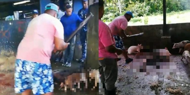 Fedda repudia el sacrificio “a palos” de cerdos decomisados en Nagua