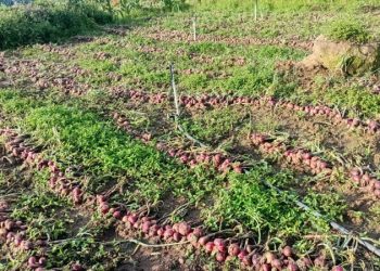 Lluvias dañan cosechas de cebolla en zonas de La Horma de Ocoa