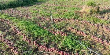 Lluvias dañan cosechas de cebolla en zonas de La Horma de Ocoa
