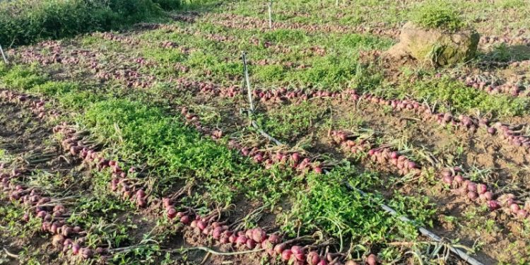 Lluvias dañan cosechas de cebolla en zonas de La Horma de Ocoa