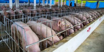 Porcicultor demanda cuarentena ante fiebre porcina