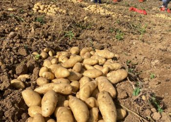 Gobierno iniciará compra total de papas en Tireo