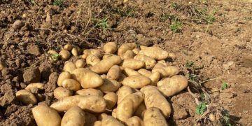 Gobierno iniciará compra total de papas en Tireo