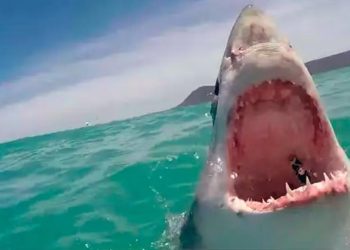 Muere un hombre tras ser atacado por un tiburón de cuatro metros en el oeste de Australia