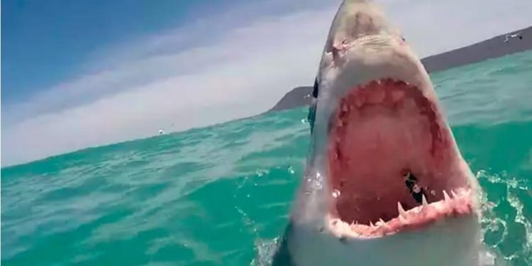 Muere un hombre tras ser atacado por un tiburón de cuatro metros en el oeste de Australia