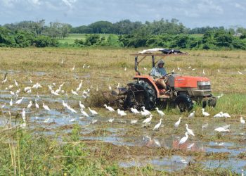 Sidiagro: la plataforma que digitaliza el sistema agropecuario