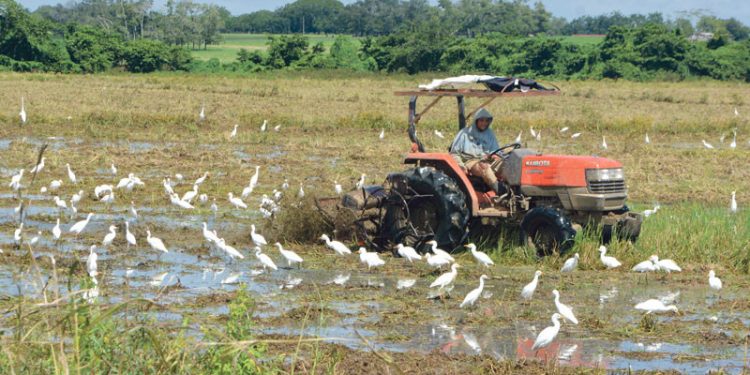 Sidiagro: la plataforma que digitaliza el sistema agropecuario