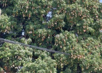 Inician hoy la tradicional Feria del Mango en Baní